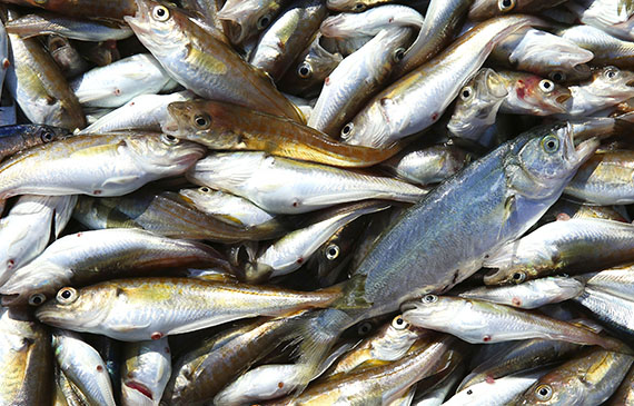 pesce bianco e pesce azzurro