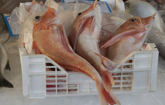 pesca sostenibile mediterraneo