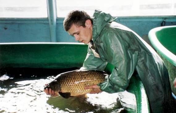 acquacoltura Pesce Gatto