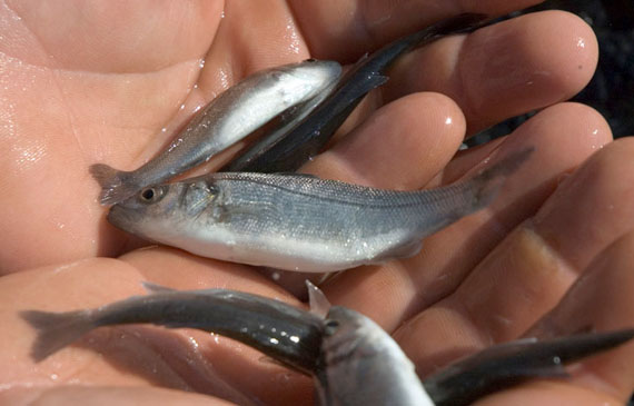 acquacoltura integrata multitrofica