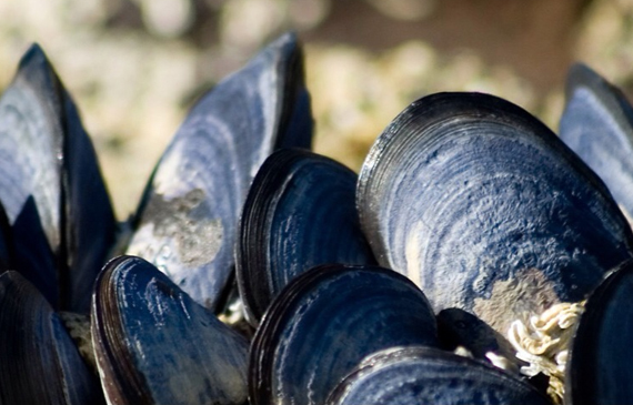 Cozze Blu