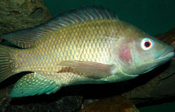 Tilapia. Manzelli