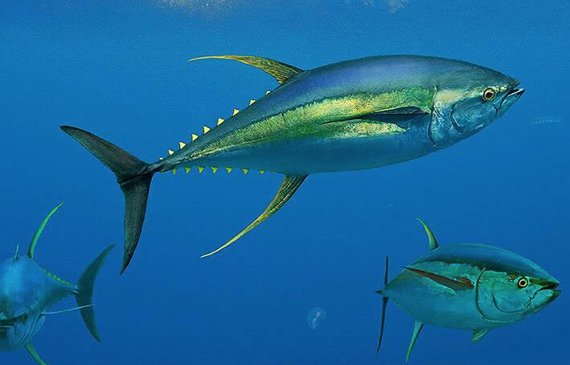 IOTC: le catture di pinna gialla nell'Oceano Indiano devono essere ridotte del 30%