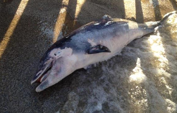 ONG e MSC Pesca Accessoria