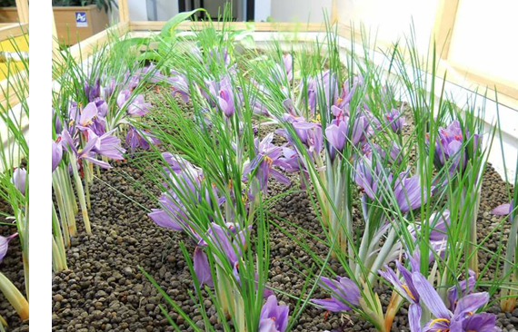 Zafferano coltivato in Acquaponica