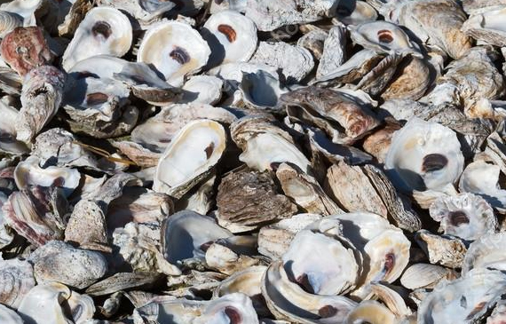 gusci di molluschi ostriche