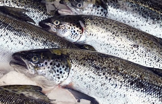 In Scozia cala la produzione di salmone