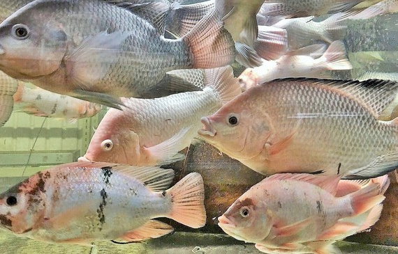 tilapia alibrandi