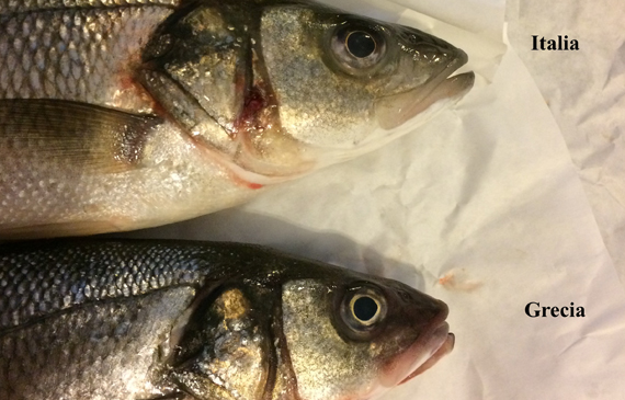 spigola, branzino grecia, branzino italia