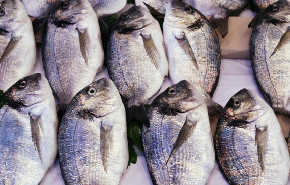 acquacoltura biologica nell’Unione europea