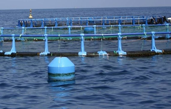 acquacoltura day spagna