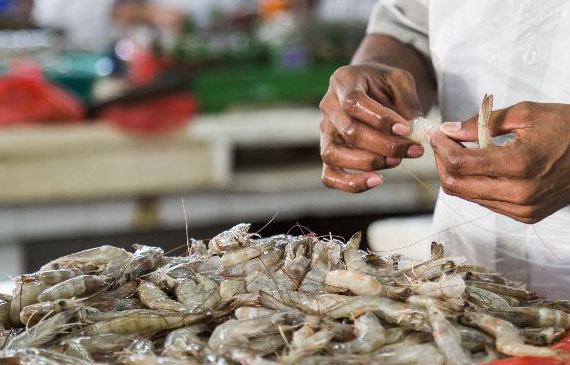 acquacoltura di gamberi in Pakistan