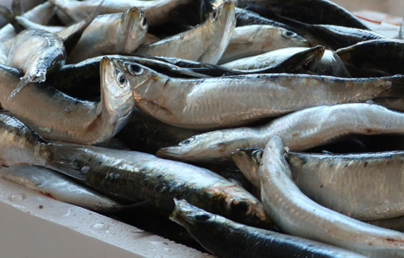 pesce buoni propositi