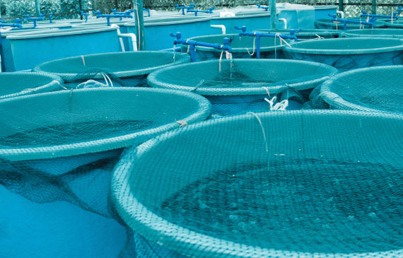 farmaci prodotti ittici per acquacoltura