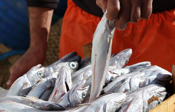 freschezza pesce. pesce fresco