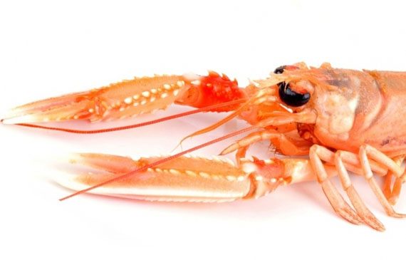 crostacei, astici, aragoste, scampi