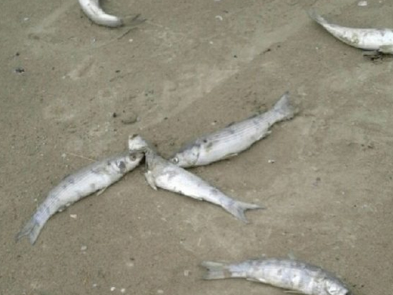 moria di pesci in mare