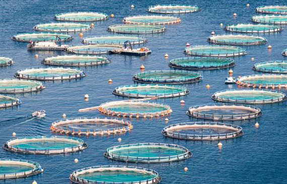 acquacoltura cs confagricoltura