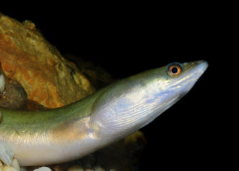 Droghe nei fiumi. Anguilla