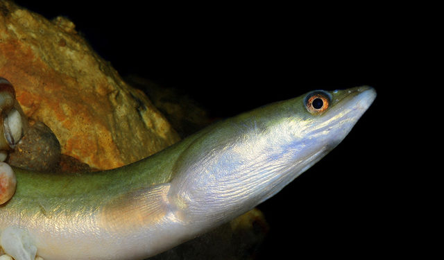 Droghe nei fiumi. Anguilla