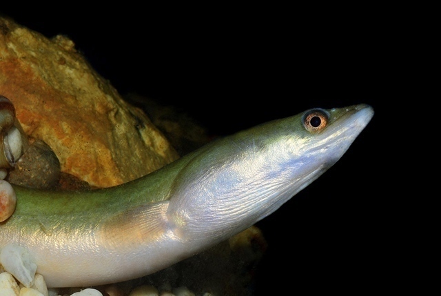 Droghe nei fiumi. Anguilla