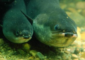 Auguillicoltura, Specie in estinzione Mediterraneo