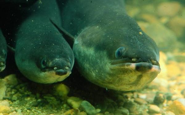 Auguillicoltura, Specie in estinzione Mediterraneo