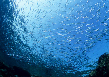 appello tutela adriatico