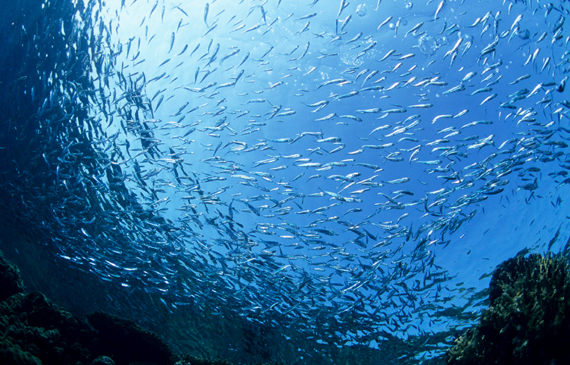 appello tutela adriatico