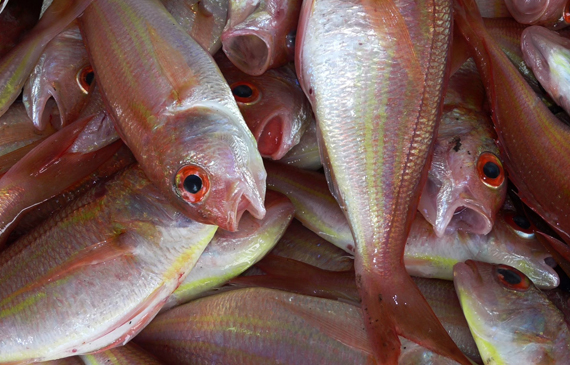 Oceana nuova proposta mediterraneo