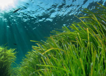 Posidonia oceanica