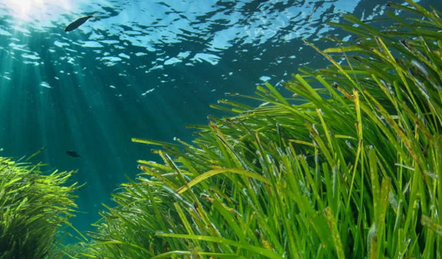 Posidonia oceanica