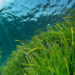 Posidonia oceanica