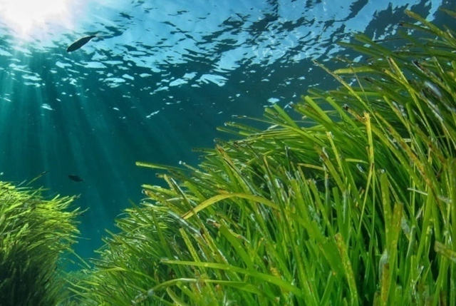 Posidonia oceanica
