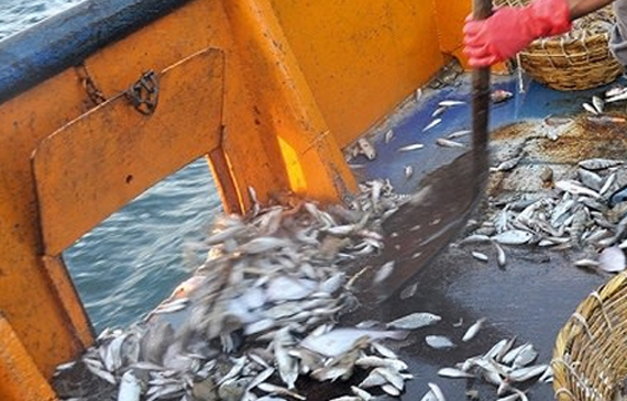 rigettare pesce in mare