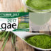 algae alghe