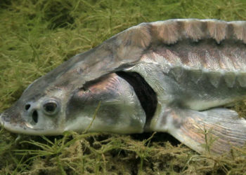 etichettatura CITES del caviale-storione