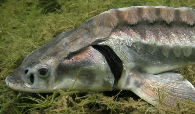 etichettatura CITES del caviale-storione