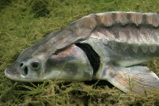 etichettatura CITES del caviale-storione