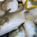 gs1 codifica pesce