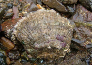 croazia ostriche piatte