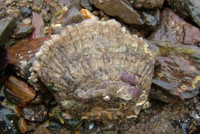 croazia ostriche piatte