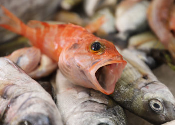 Fermo pesca. Stop al pesce fresco su banco pescheria