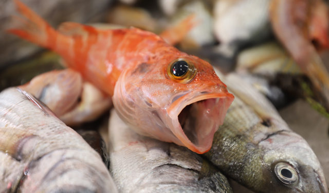 Fermo pesca. Stop al pesce fresco su banco pescheria