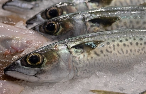 Fish Dependance Day
