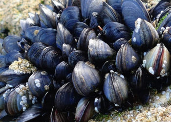cozze mediterranee