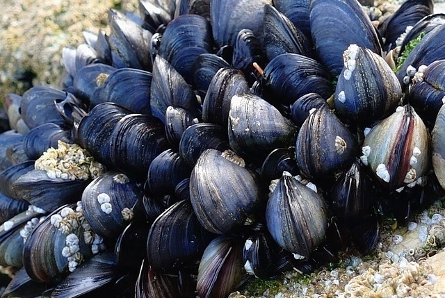 cozze mediterranee
