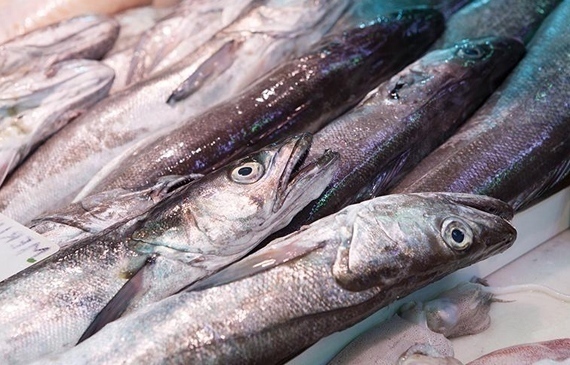 oceana mediterraneo sovrasfruttato