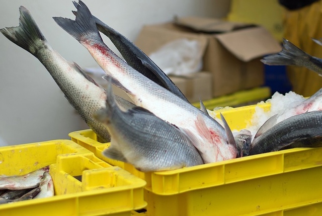 pesca-illegale-globale