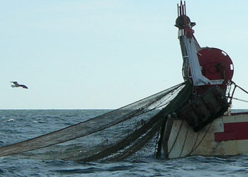 registro identitario al sicilia seafood